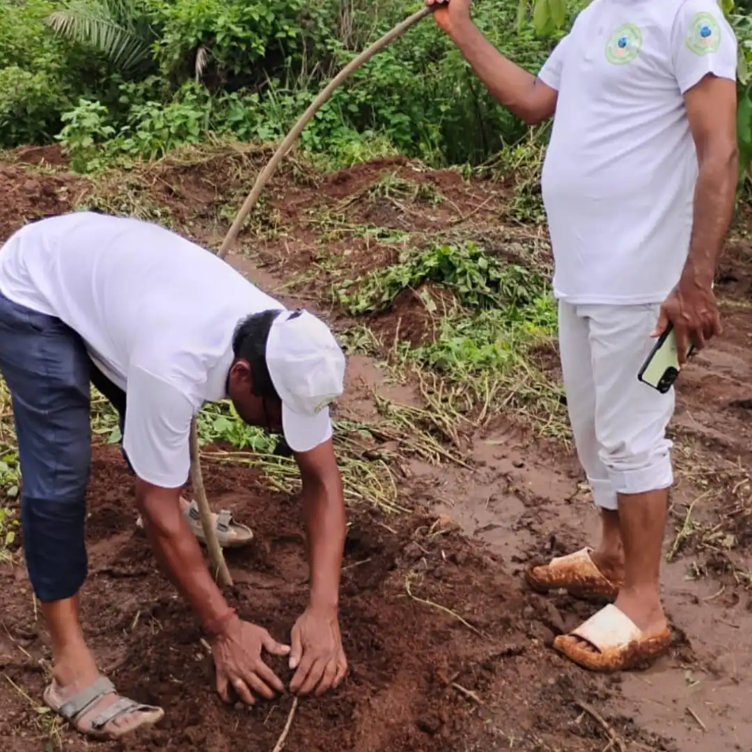 Plantation Drive