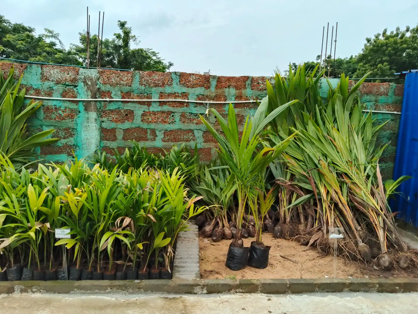 Nursery Plant Stock