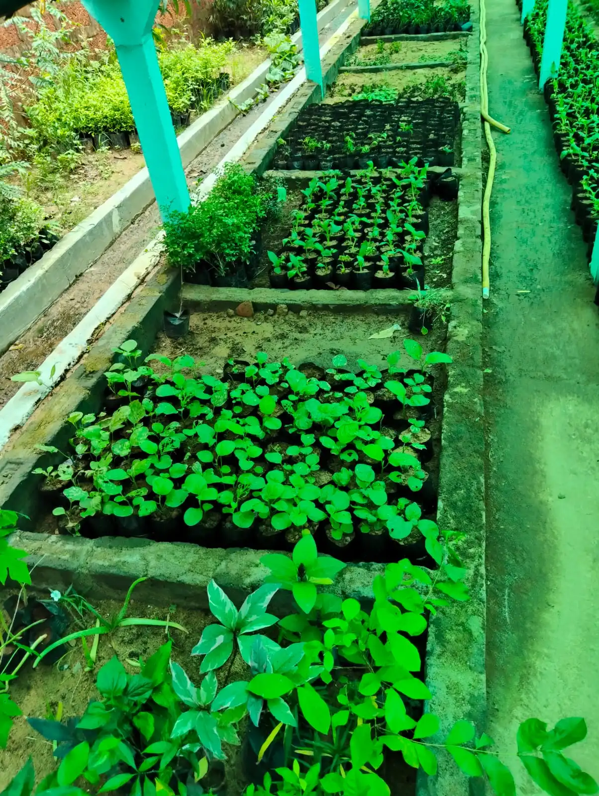 Flowering Plants