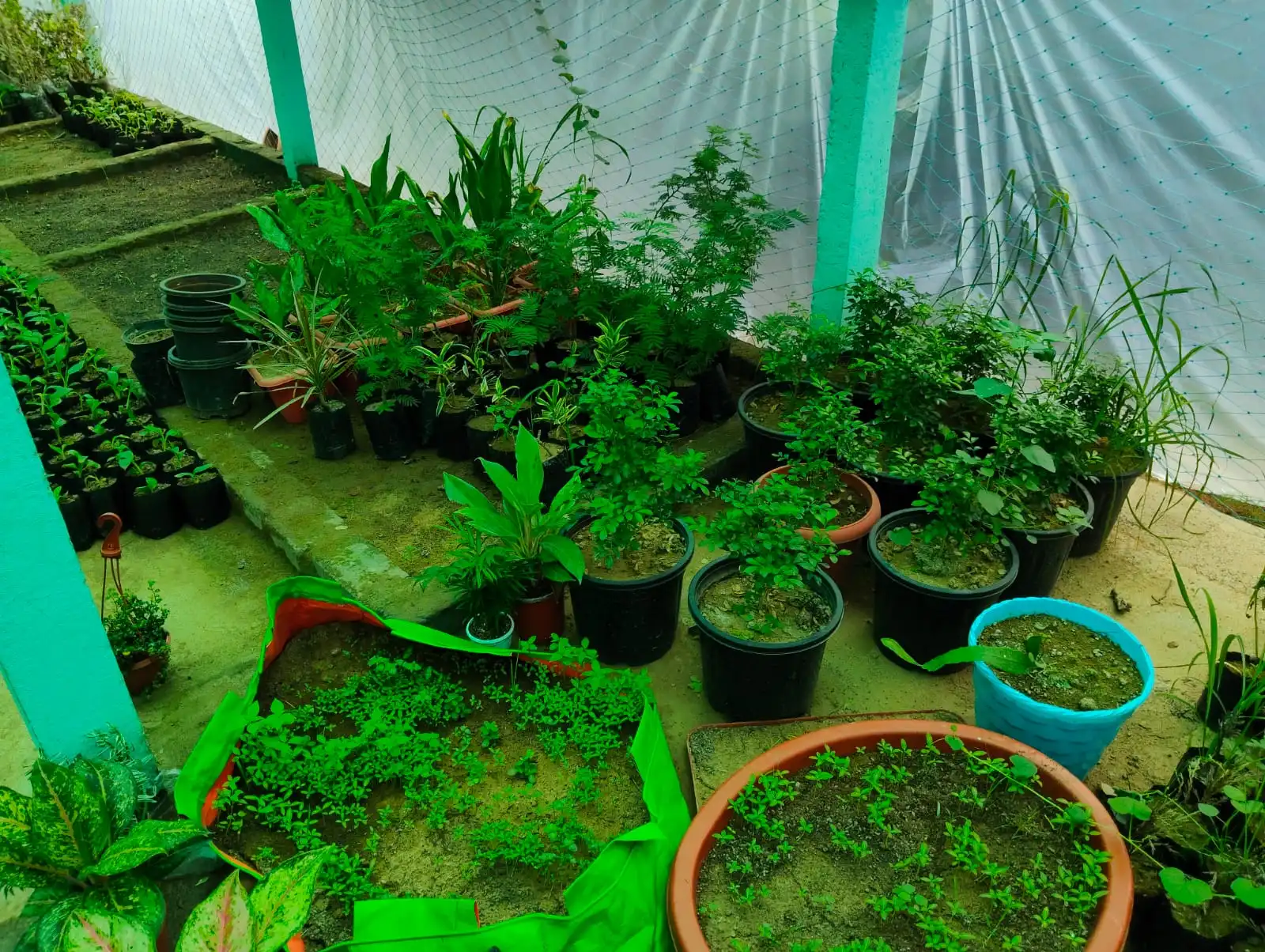 Tree Plantation Drive
