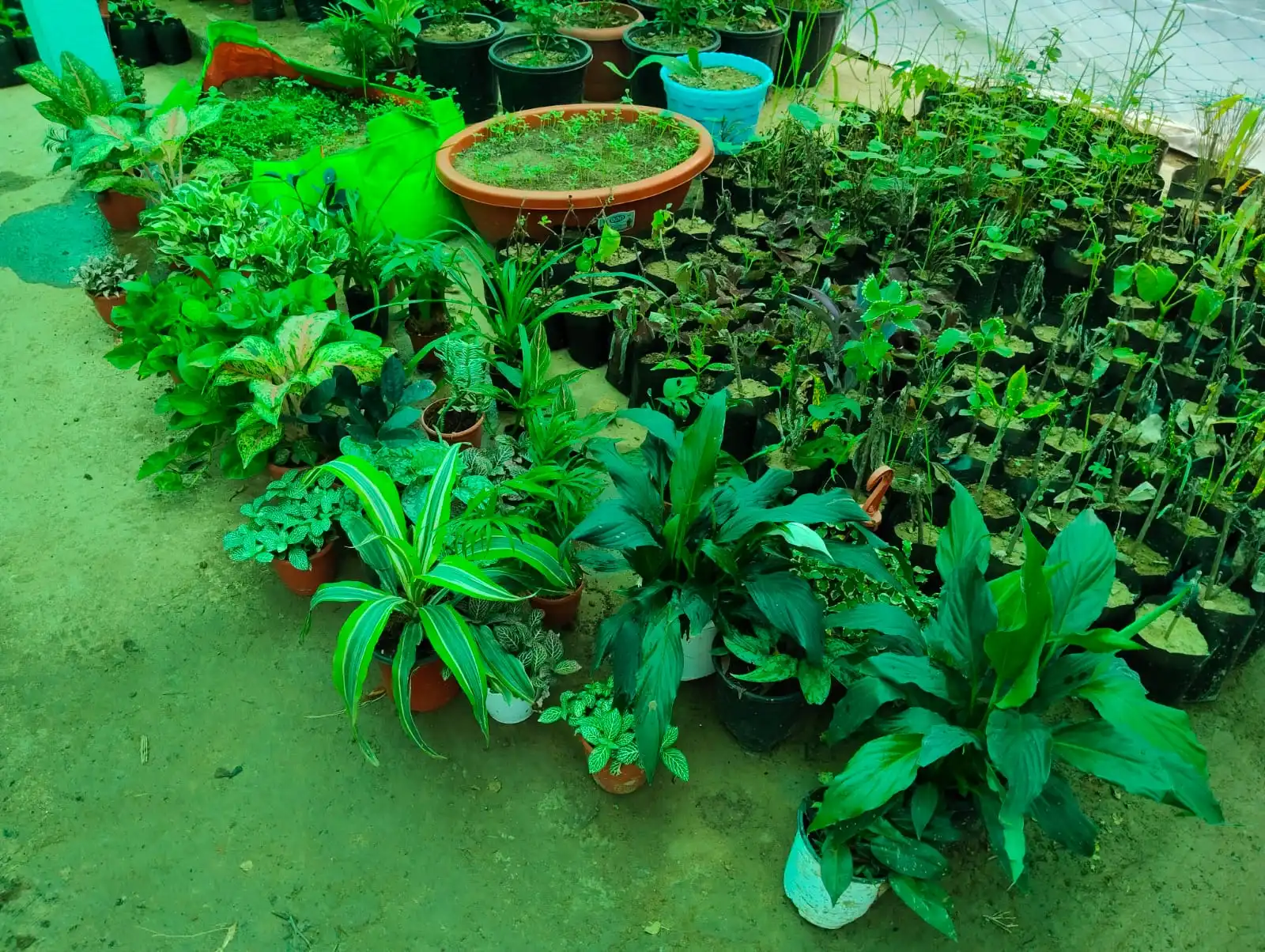 Seedling Trays