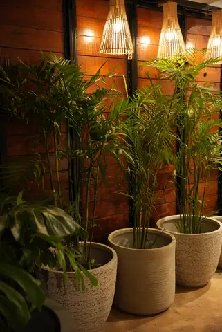 Palm Plants